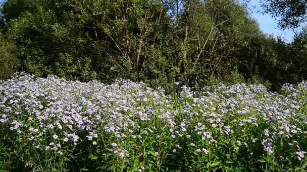 Blauwe bloemen aan de rand van bos — Stockvideo