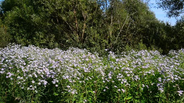 Blå blommor vid kanten av skogen — Stockvideo