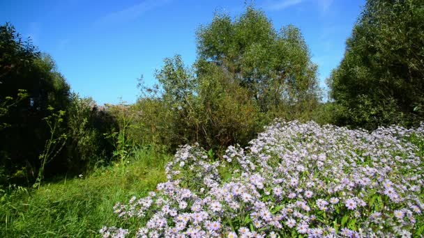森林边缘的蓝色花朵 — 图库视频影像
