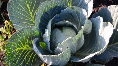 Musallat olan genç lahana