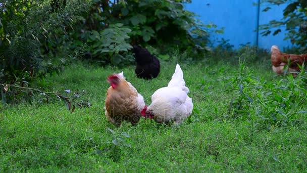 Deux poulets légers picorant de l'herbe — Video