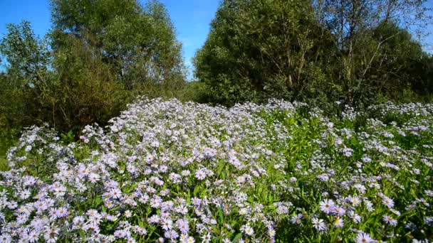 Massa blå blommor med fjärilar nära kanten av skogen — Stockvideo