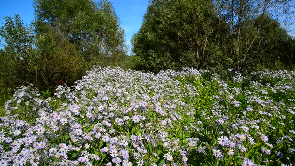 Lot of blue flowers with butterflies near the edge of forest — Stock Video