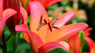 güzel bir büyük çiçek turuncu lilyum