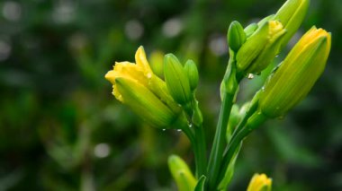 Sarı daylilies yağmur ıslak tomurcukları