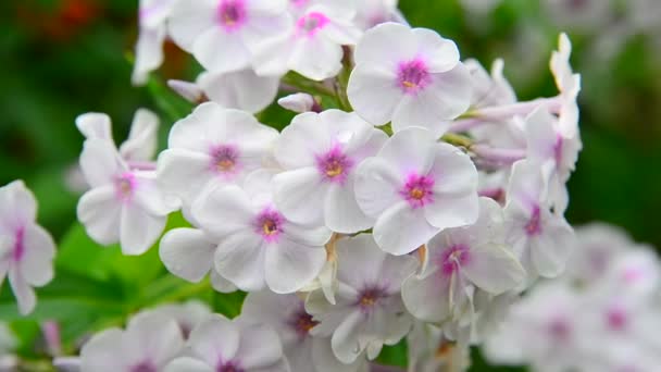 Flexas blancas de cerca en el jardín — Vídeos de Stock