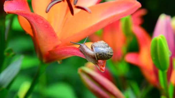 Mały ślimak pełznie wzdłuż piękne duże Lilie — Wideo stockowe