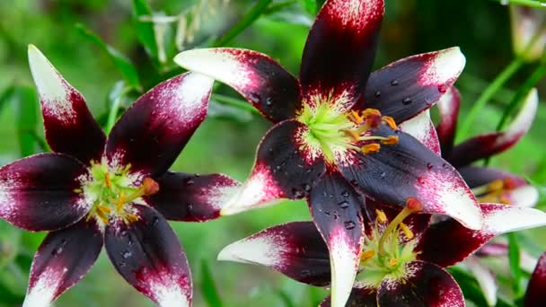 Lindos lírios varietais close-up no canteiro de flores — Vídeo de Stock