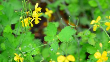 Sarı çiçekli kırlangıçotu yağmur damlaları içinde