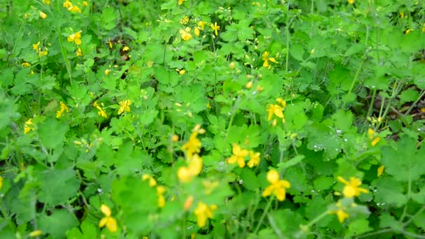 Celidonia amarilla en gotas de lluvia — Vídeo de stock