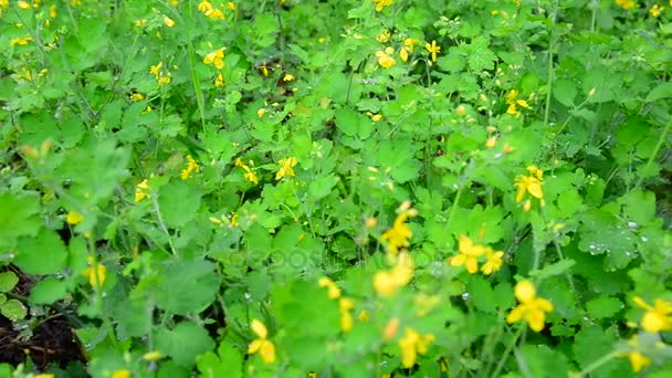 雨のしずくで黄色開花クサノオウ — ストック動画