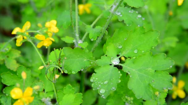 Amarelo celandine floração em gotas de chuva — Vídeo de Stock