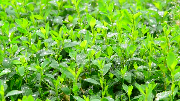 Wet grass after rain close up — Stock Video