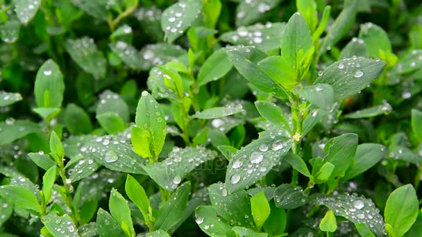 雨上がりの濡れた芝生をクローズ アップ — ストック動画