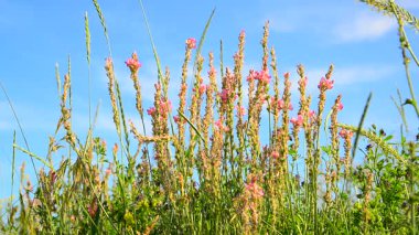 Güzel gökyüzü arka plan üzerinde çiçek açması heather