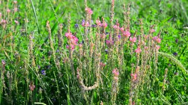 Heather çayır üzerinde büyüyen Tozlaşmayı arı