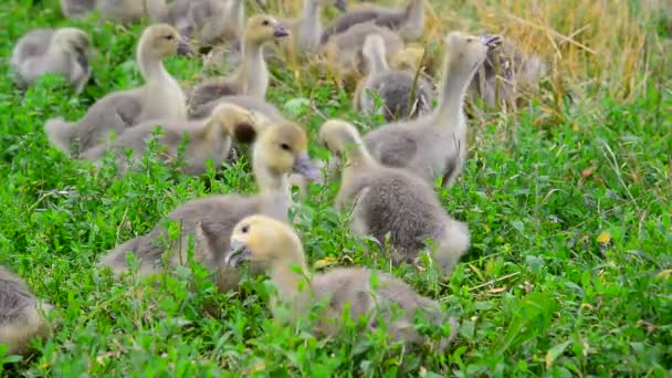 Gänseschwarm weidet auf grünem Gras — Stockvideo