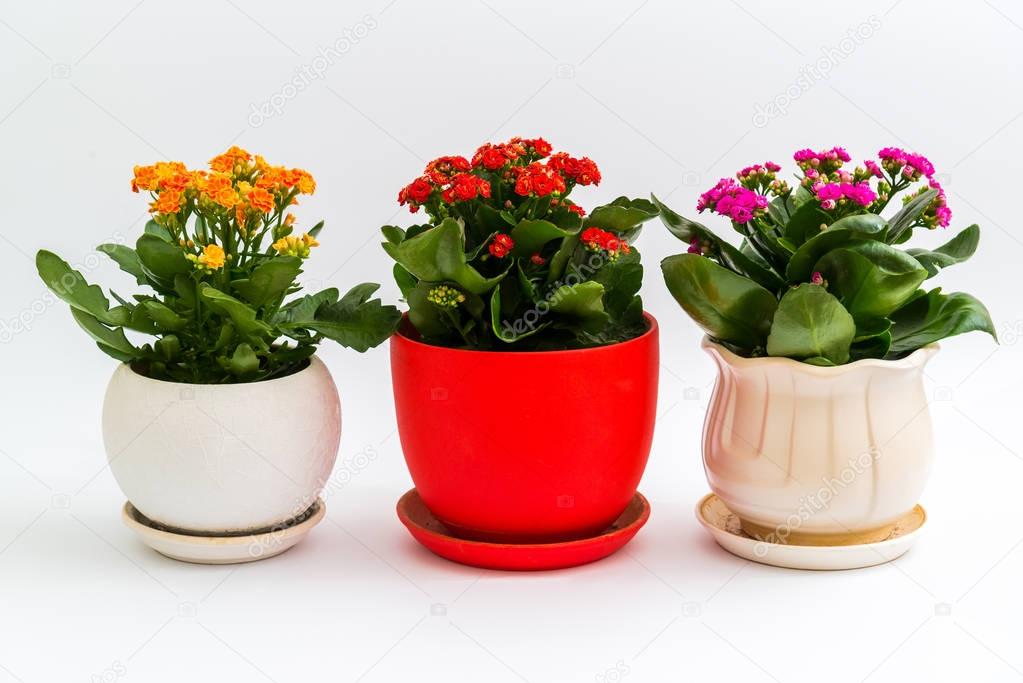 Pink, red and yellow kalanchoe in pot on light background