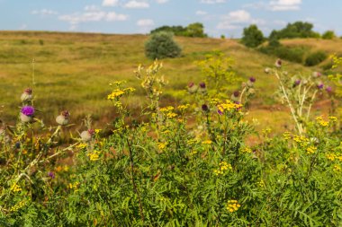 Deve dikeni ön planda, sonbahar bozkır yatay