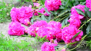 Yeryüzünde büyük çiçek pembe peonies yalan.