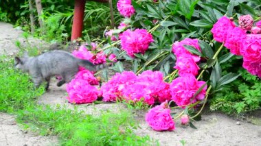 Gri kedi yavrusu yürüyüşleri boyunca pembe pion yanına çimen.