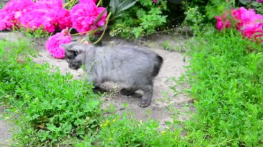 Gri kedi yavrusu yürüyüşleri boyunca pembe pion yanına çimen.
