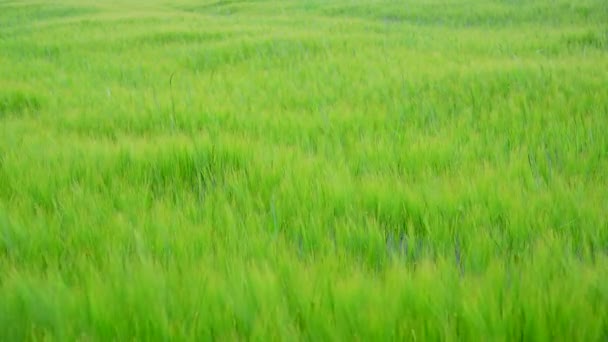 Young green rye field in June in Russia — Stock Video