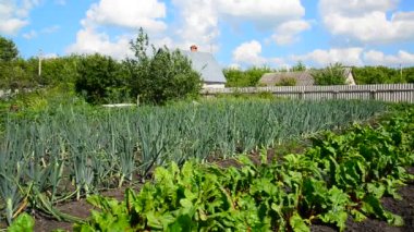 Pancar ve soğan önünde kırsal ev Sebze Bahçe büyümek