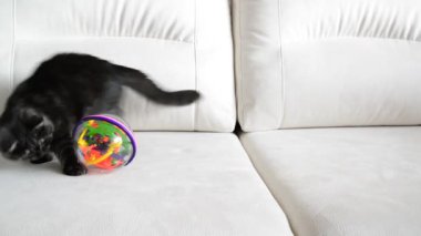 Gri kedi kanepede oyuncakla oynamak