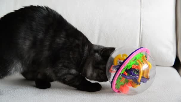 Γκρι γατάκι παίζοντας με toy στον καναπέ — Αρχείο Βίντεο