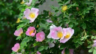 Çiçekli rose hips ve bir arı dalı.