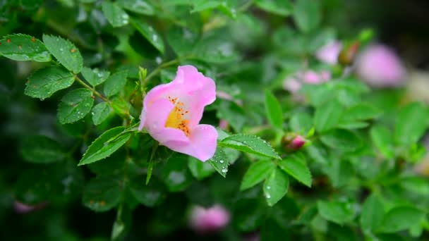 Roze rozenbottels bloem is nat van de regen. — Stockvideo