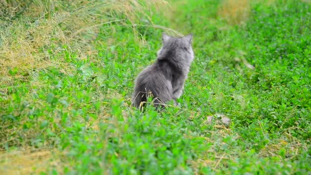 Šedá kočka na zelené trávě zezadu. — Stock video