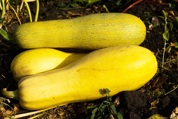 Calabacín amarillo maduro acostado en la tierra . —  Fotos de Stock