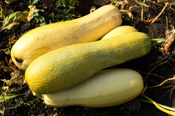 Calabacín amarillo maduro acostado en la tierra . —  Fotos de Stock