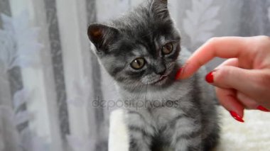 Gri kedi yavrusu İngiliz doğurmak el vuruş.