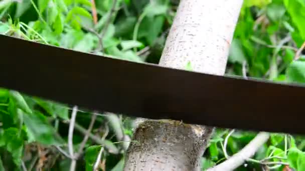 La gente vio el árbol con sierra de mano . — Vídeos de Stock