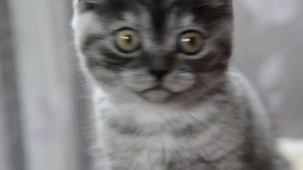 Close-up portrait of gray kitten of British breed — Stock Video