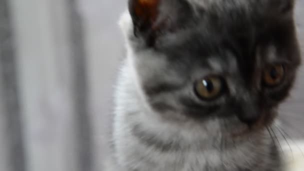 Gros plan portrait de chaton gris de race britannique — Video