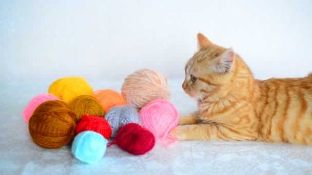 Červený kotě leží poblíž barevné příze pro pletení. — Stock video