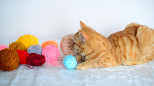 Червоний кошеня лежить біля кольорової пряжі для в'язання . — стокове відео