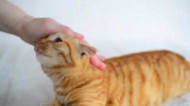 El Kızıl saçlı bir yavru kedi 5 ay yaşında vuruş.