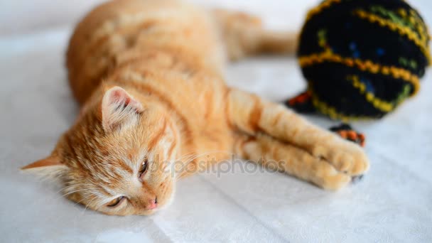 Kırmızı kedi yavrusu dolaştırmak konu örgü yün ile yatıyor. — Stok video