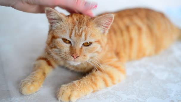 Mão feminina acaricia um gatinho ruivo aos 5 meses de idade — Vídeo de Stock