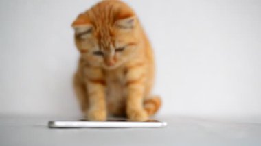 Cep telefonundan oynamaya zencefil yavru kedi