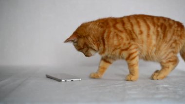 Cep telefonundan oynamaya zencefil yavru kedi