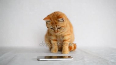 Cep telefonundan oynamaya zencefil yavru kedi