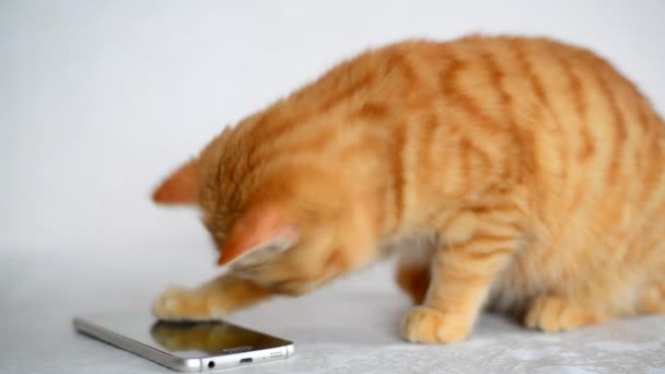 Gyömbér cica játszik a mobiltelefon — Stock videók