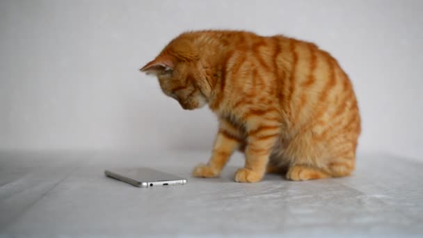 Рыжеволосый котенок играет на смартфоне с мышкой компьютерной игры — стоковое видео