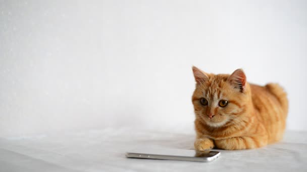 Котенок лежит рядом с телефоном и смотрит на него. . — стоковое видео